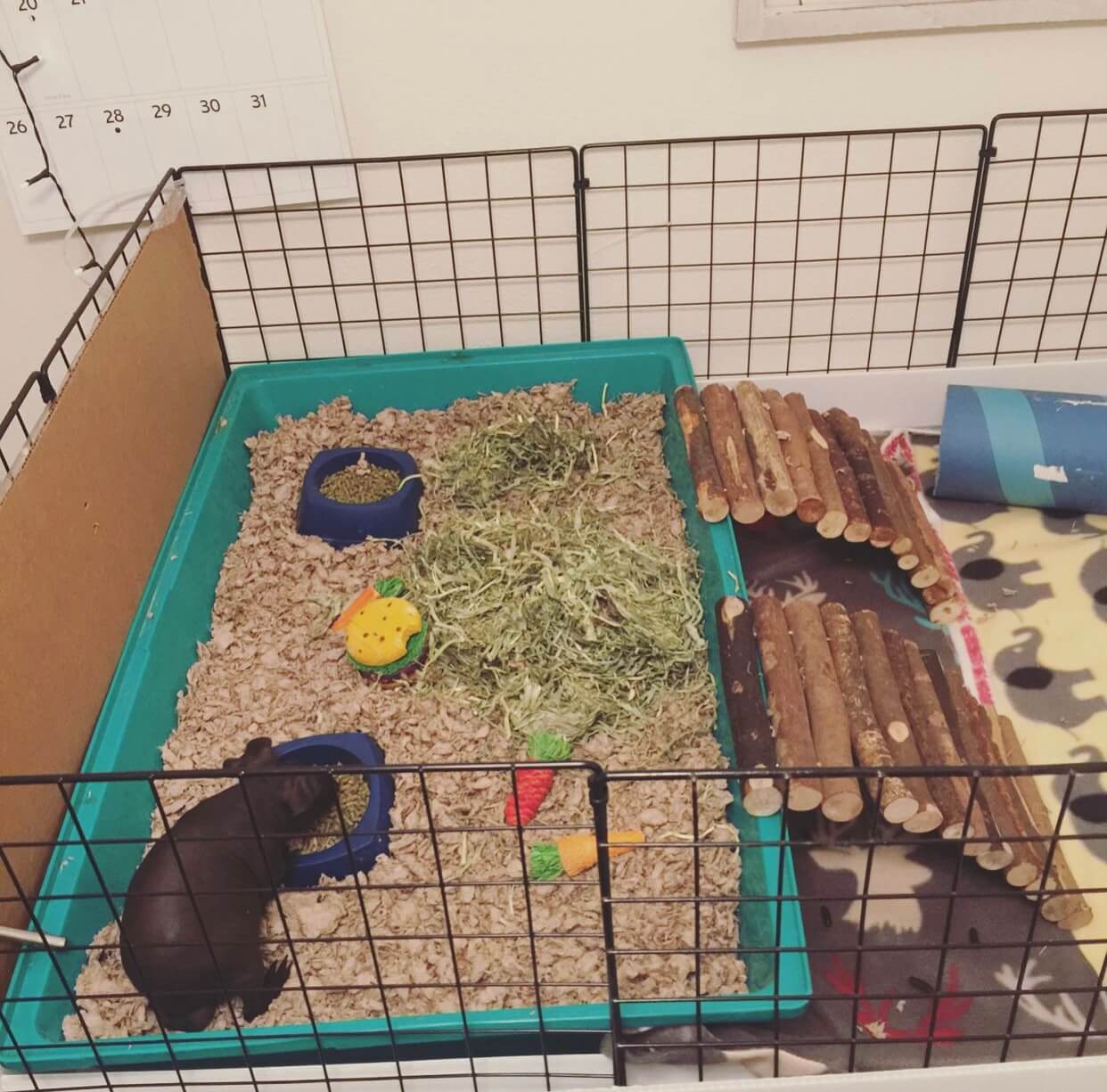 guinea pig enclosure