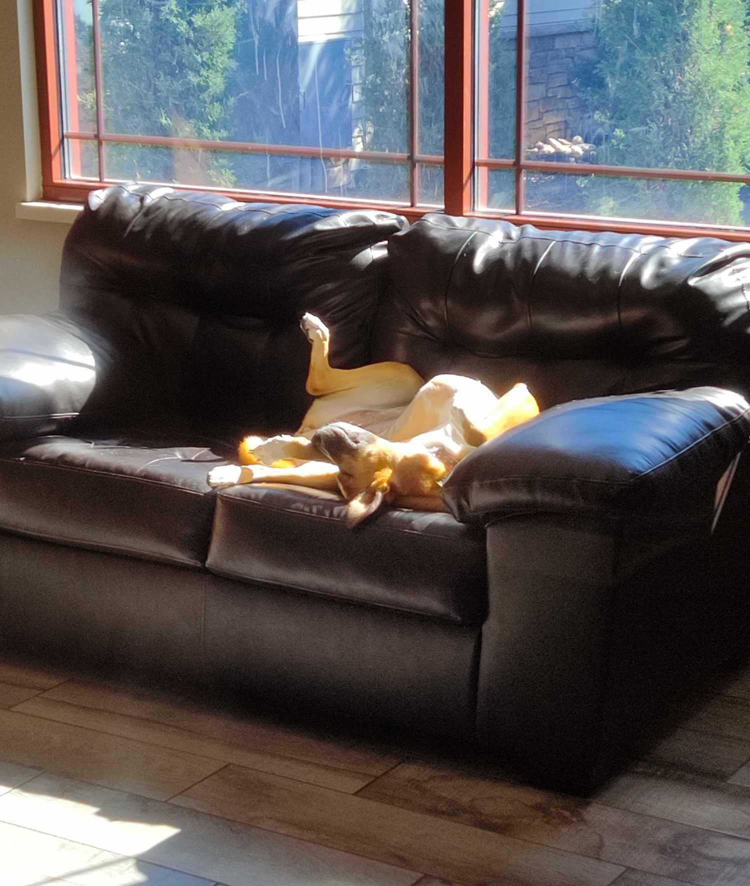 Dog asleep couch in senior center