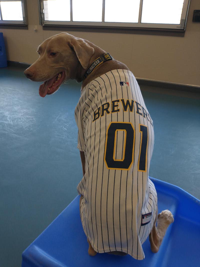 Dog in Brewers jersey
