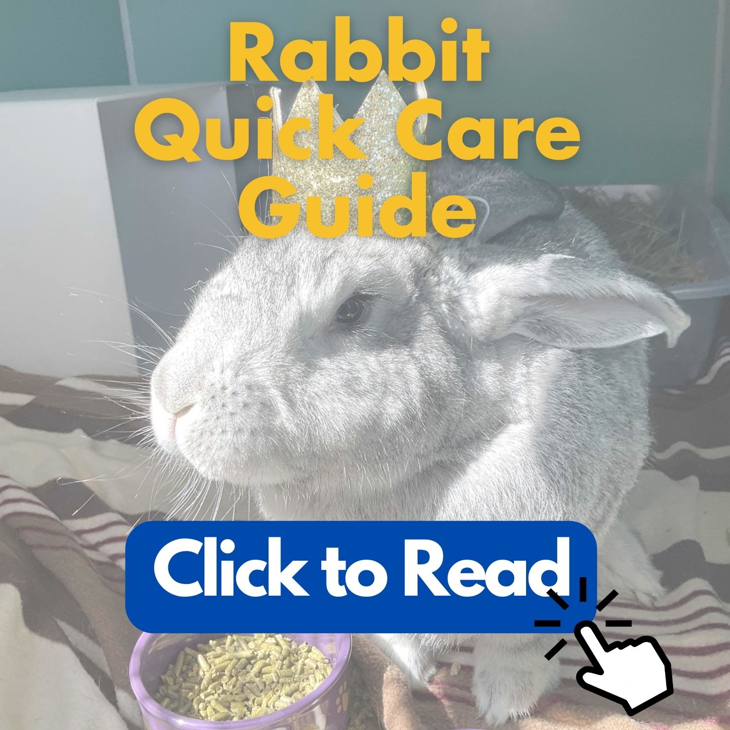 Rabbit Quick Care Guide
