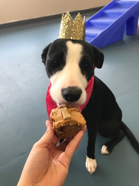 Dog with crown and pupcake