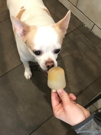 Chihuahua with pupsicle