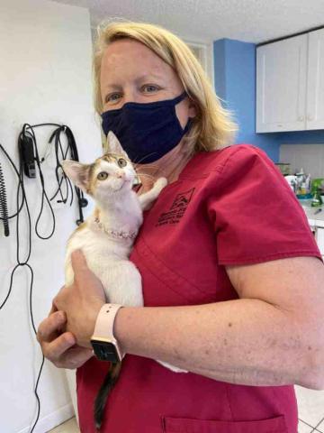 dr-bloss-with-kitten-who-had-its-leg-amputated