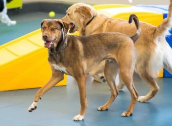 Benefits of Doggy Daycare: Why Your Dog Should Go to Daycare