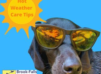 Hot Weather Care Tips For Your Pets