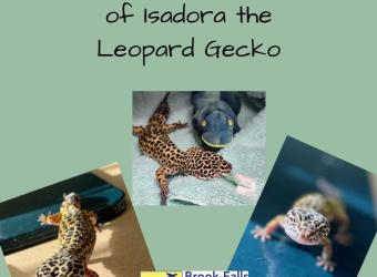 The Interesting Case of Isadora the Leopard Gecko